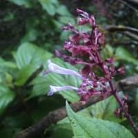 Coleus inflatus Benth.